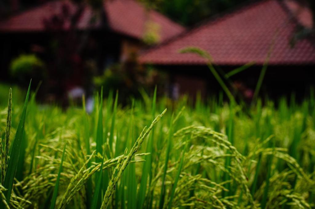 Puji Hostel And Bungalow Ubud Exterior foto